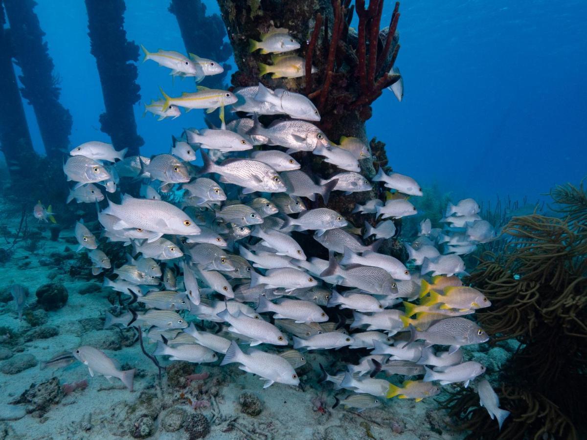 ホテル Grand Windsock Bonaire クラレンダイク エクステリア 写真